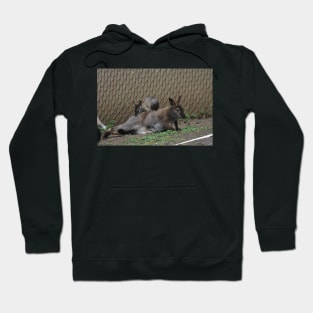 Wallaby and Joey Hoodie